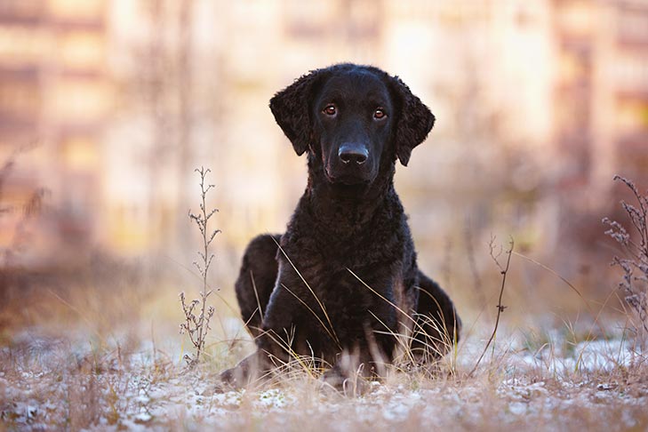 Curly-Coated Retriever laying down in a field.