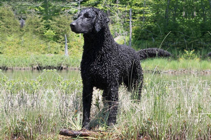 Wet Curly-Coated Retriever standing in tall grasses next to a pond.