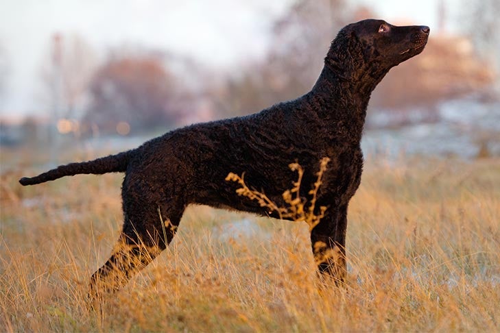 Curly-Coated Retriever Dog Breed Information
