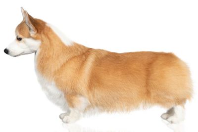 Pembroke Welsh Corgi standing facing left.