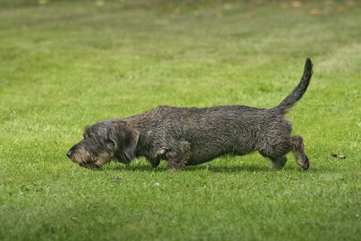 Wirehaired Dachshund on a scent in the grass.