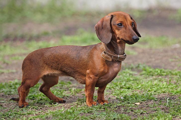 Smooth coated Dachshund standing outdoors.