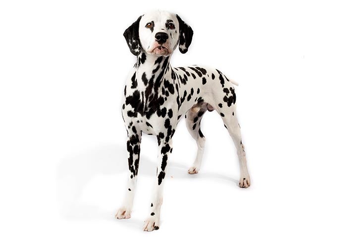 Weighing the Best Dog Scales - A-Z Animals