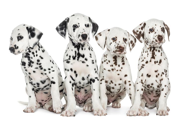 Facts About Dalmatian Dog Breed  