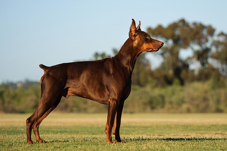 are doberman large breed dogs? 2