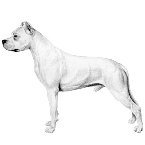 GHOST ART, Lv danish dog white (2022), Available for Sale