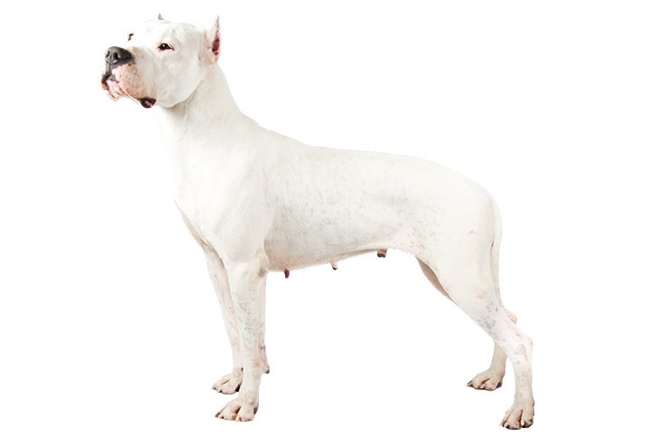 Dogo Argentino vs Cane Corso: Which breed is best for you?