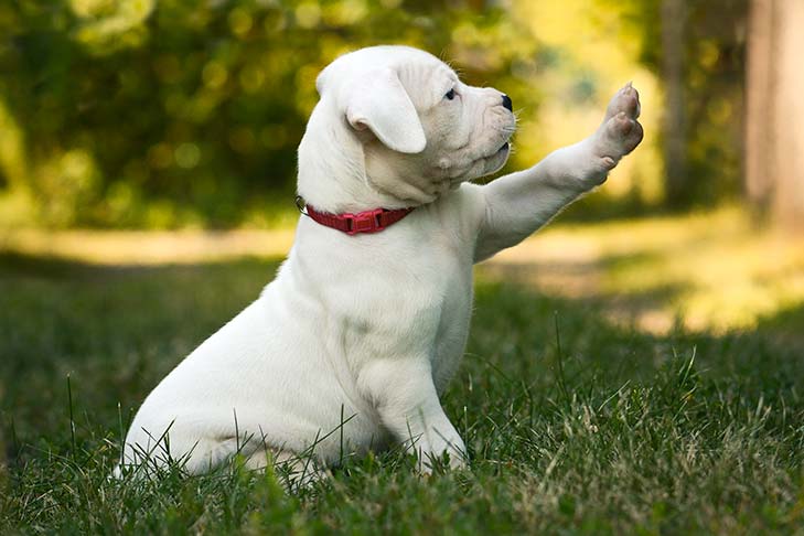 Dogo Argentino puppy sitting in the grass, one paw up.