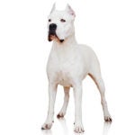 Dogo Argentino standing in three-quarter view.