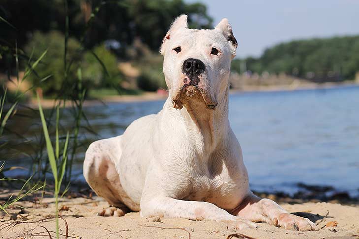 Dogo Argentino: 7 Facts About This Powerful Working Group Breed
