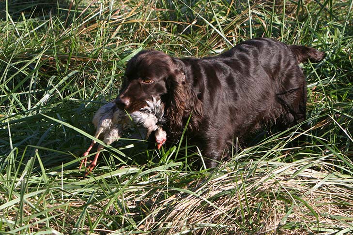 Boykin Spaniel carrying a bird in its mouth through a marsh.