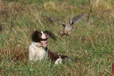 English Springer Spaniel flushing a bird from a marsh.