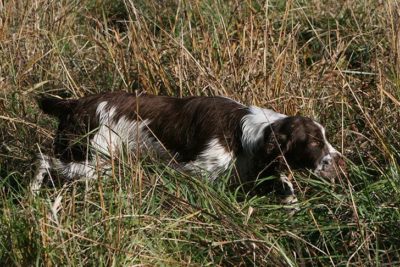 English Springer Spaniel stalking through a marsh.