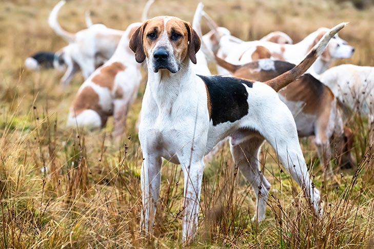 English Foxhound standing in a field with a pack.