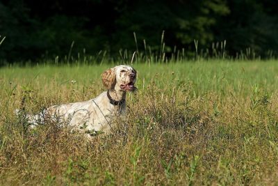 English Setter hunting in a field.