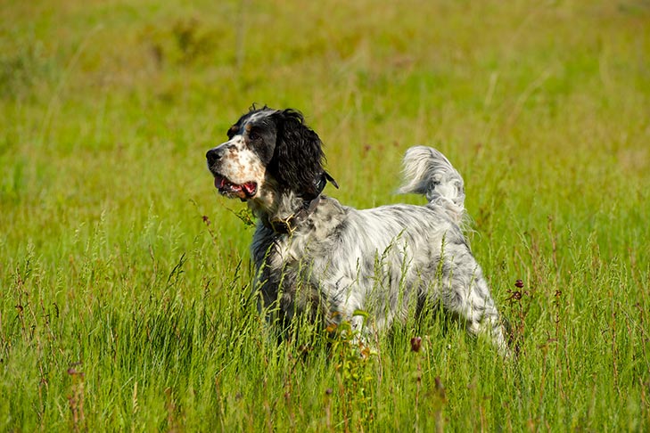 English Setter standing in a field.
