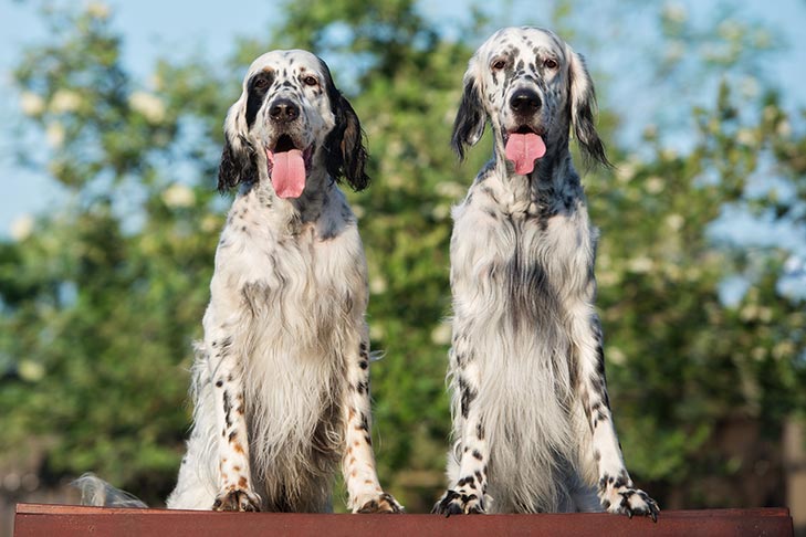 Two English Setters side by side outdoors.