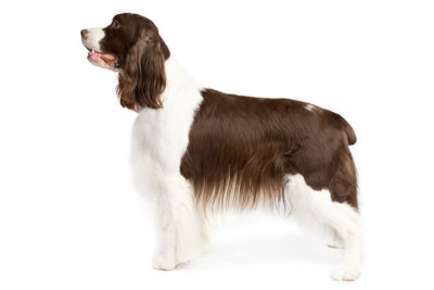 English Springer Spaniel standing sideways facing left.