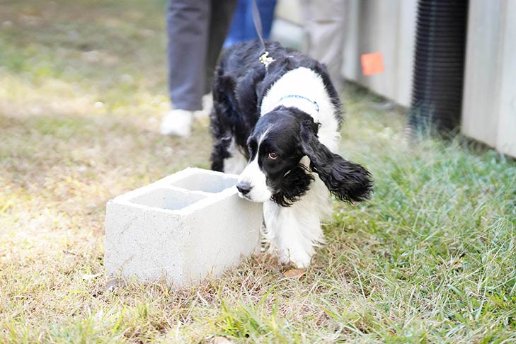 English Springer Spaniel in a scent work trial outdoors.