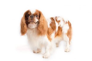 English Toy Spaniel standing in three-quarter view facing forward