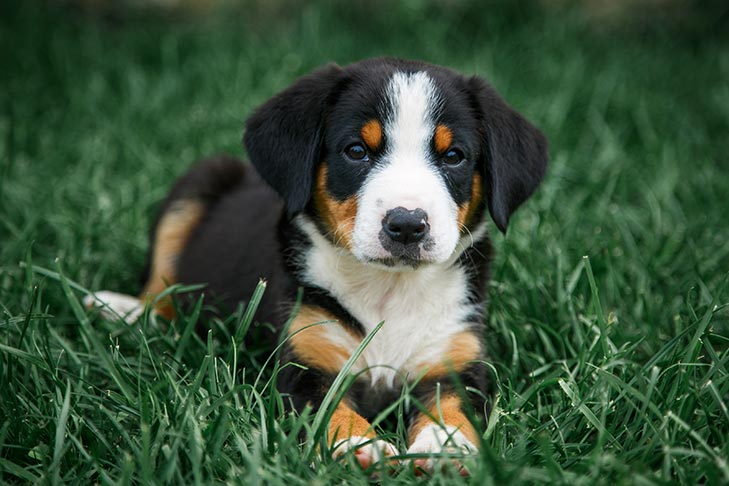 Mountain Dog Breed Information