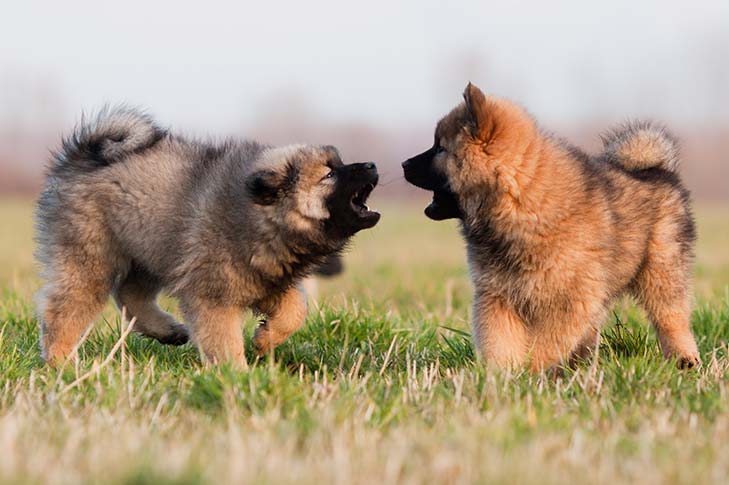Eurasier puppies playing in the grass.