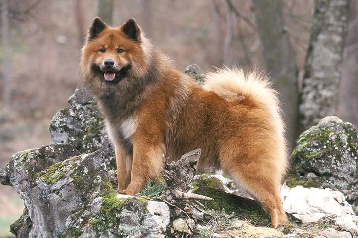 Eurasier - Dog Breed Information - American Kennel Club