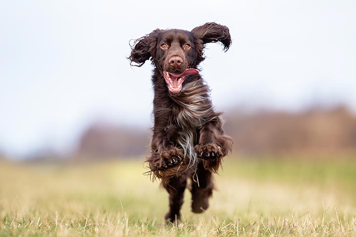 Types of Spaniels: How Many Spaniel Dogs Are There?