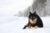 Finnish Lapphund laying in the snow.