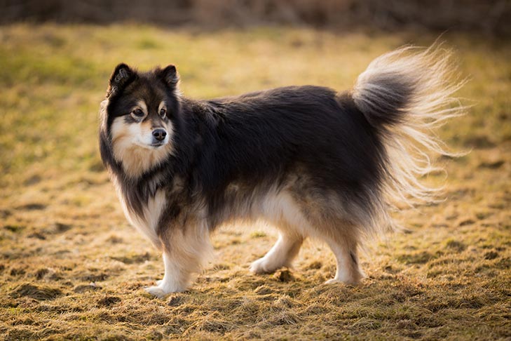 Finnish Lapphund standing in a field.