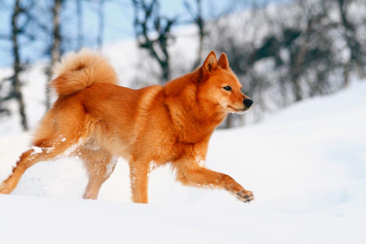 Finnish Spitz running in the snow.