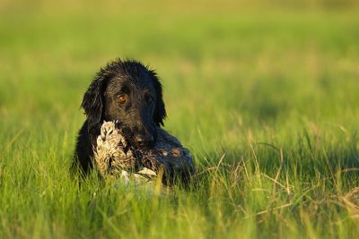 Flat-Coated Retriever in a field of tall grasses holding a duck.
