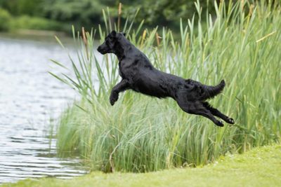 Flat Coated Retriever jumping into a lake.