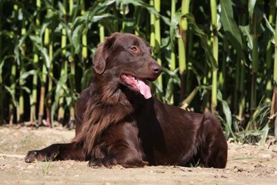 Flat-Coated Retriever laying down outdoors.