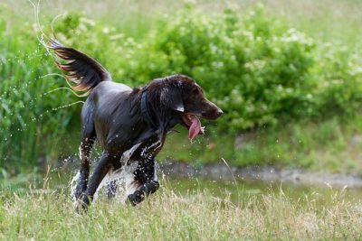 Flat Coated Retriever playing in a pond.