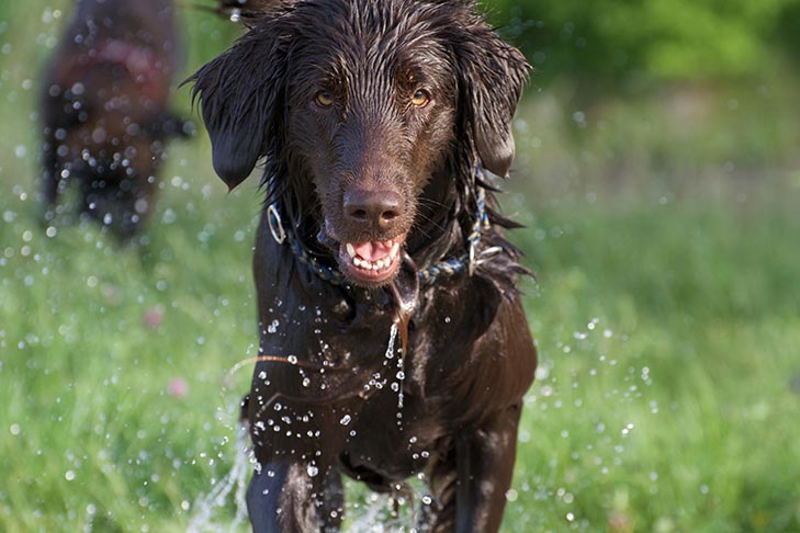 Flat Coated Retriever playing in water outdoors.