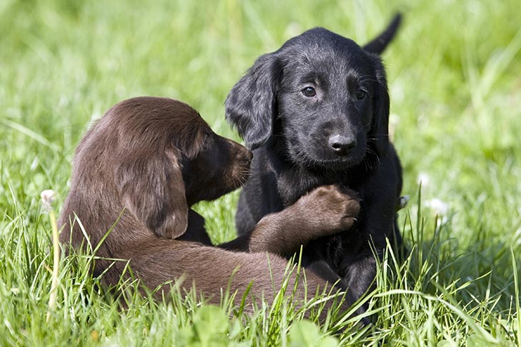 Resistente inden for evne Flat-Coated Retriever Dog Breed Information