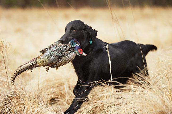 How Many Types of Retrievers Are There? Get to Know All Six Dog Breeds