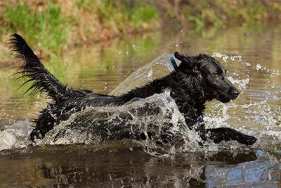 Flat Coated Retriever splashing into a lake.