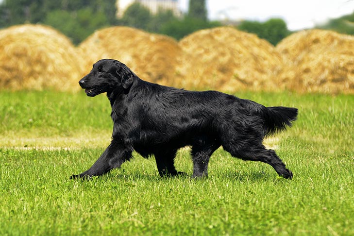 Strengt pastel Accor How Many Types of Retrievers Are There? Get to Know All Six Dog Breeds