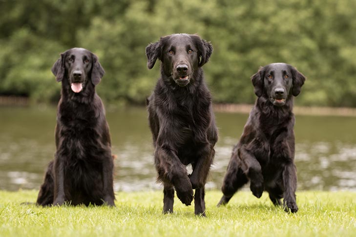 Resistente inden for evne Flat-Coated Retriever Dog Breed Information