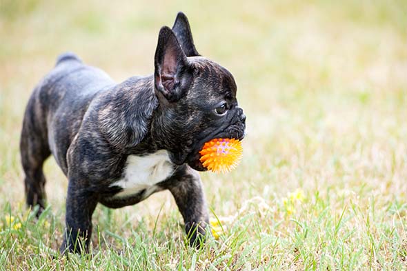 How to Sell French Bulldog Puppies  