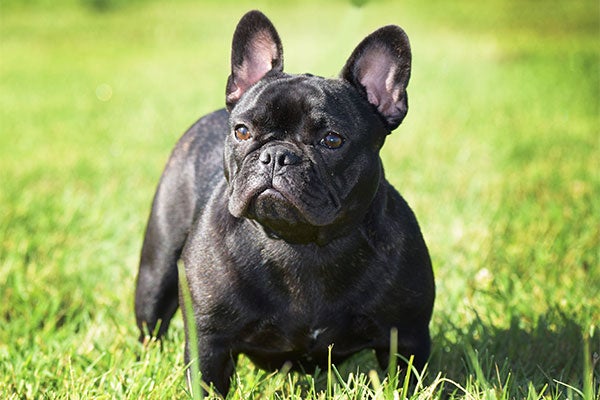 French Bulldog Pictures - American Kennel Club