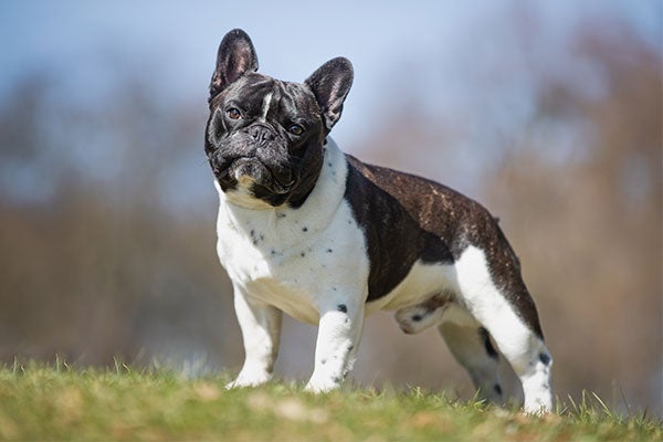what size breed is a french bulldog? 2