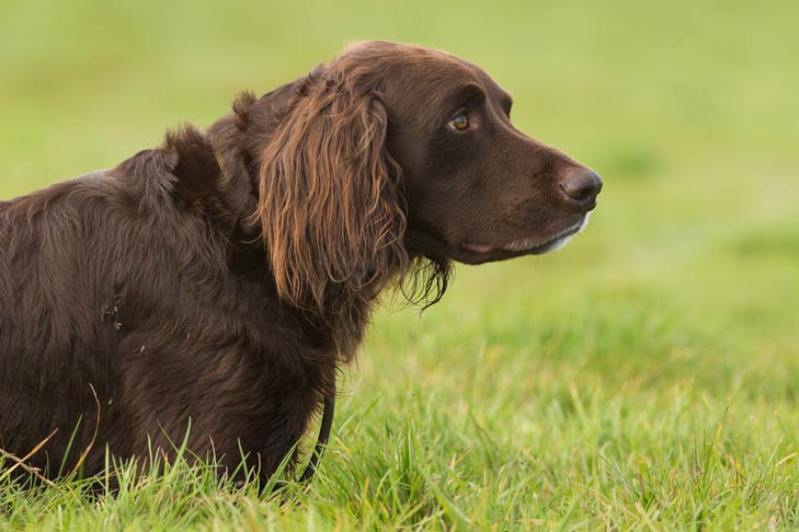 German Longhaired Pointer - Dog Breed Information - American Kennel Club