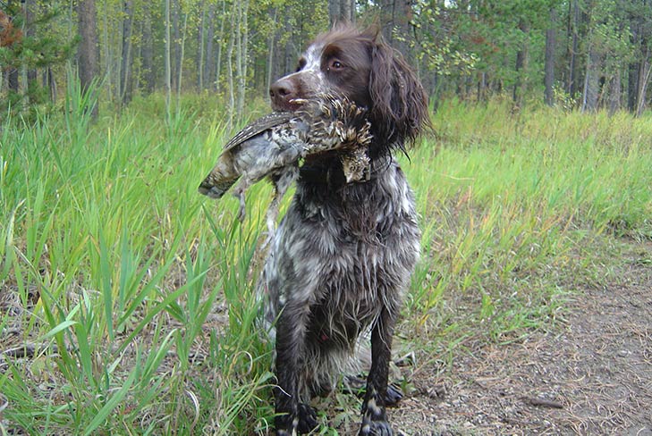 German Longhaired Pointer - Dog Breed Information - American Kennel Club