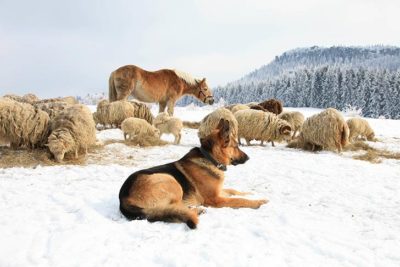 German Shepherd Dog laying in the snow guarding a flock of sheep and horse grazing.