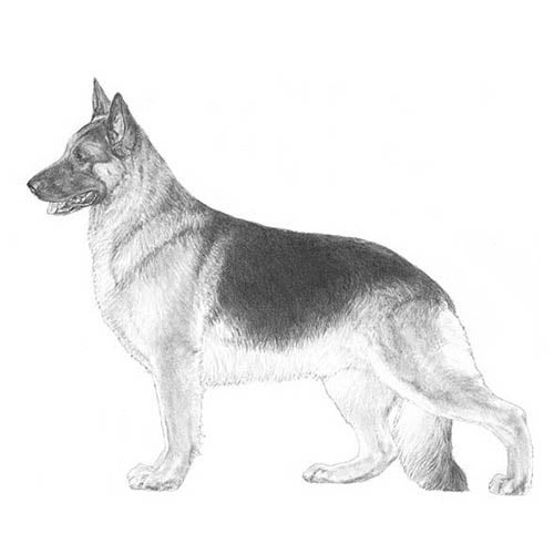 German Shepherd Dog Colors: A Complete List Of All Recognized Coat Colors  