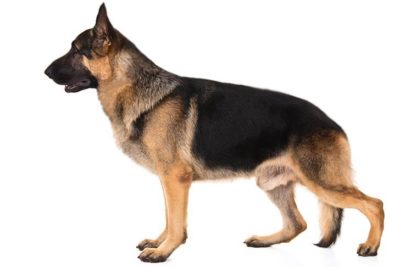 German Shepherd Dog standing sideways facing left.