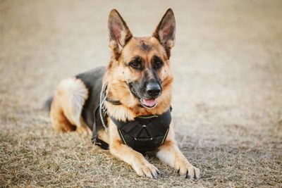 German Shepherd Dog wearing a police vest laying down outdoors.